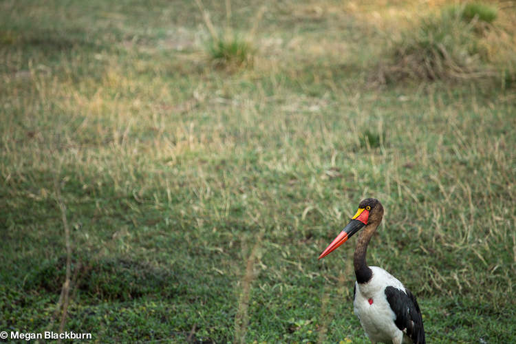 Zambezi Saddle Billed Stork