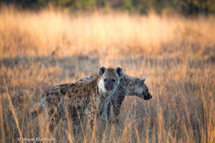 Ngala Lion Hyena.jpg