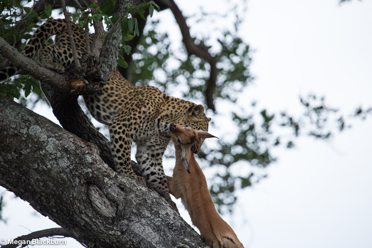 Nxabega Leopard Cub dragging impala