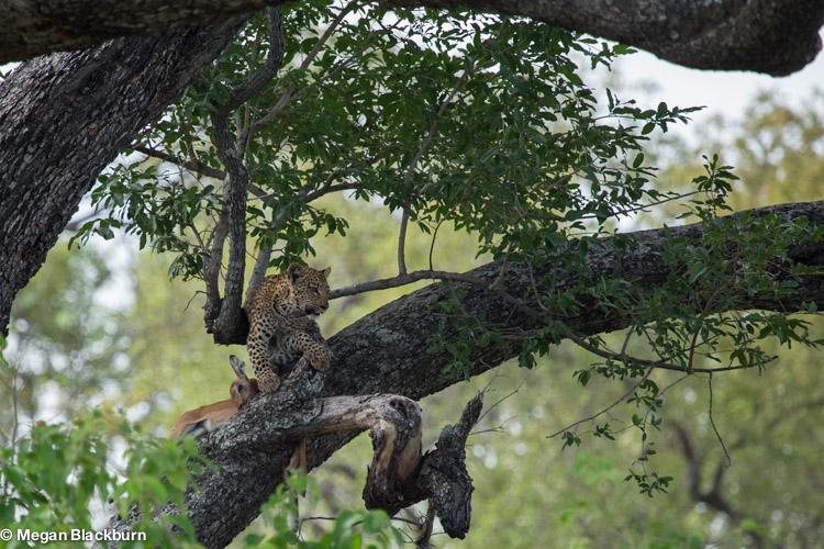 Nxabega Leopard Cub with impala