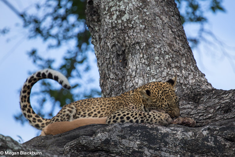Nxabega Leopard cub eating impala 2