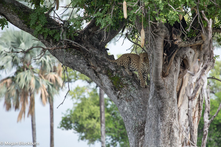 Nxabega Male Leopard in a Sausage Tree