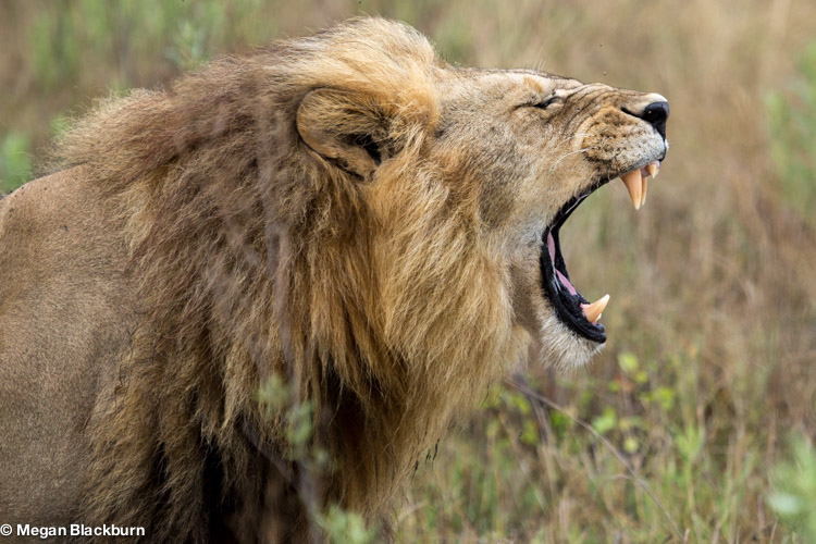 Nxabega Male Lion Yawning