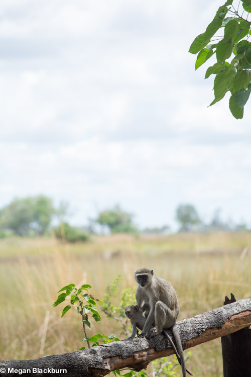 Nxabega Vervet Monkeys