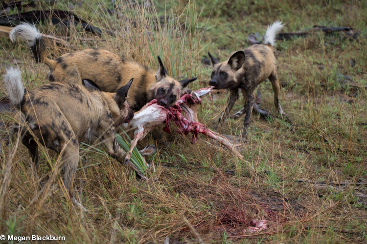 Nxabega Wild Dogs with a kill