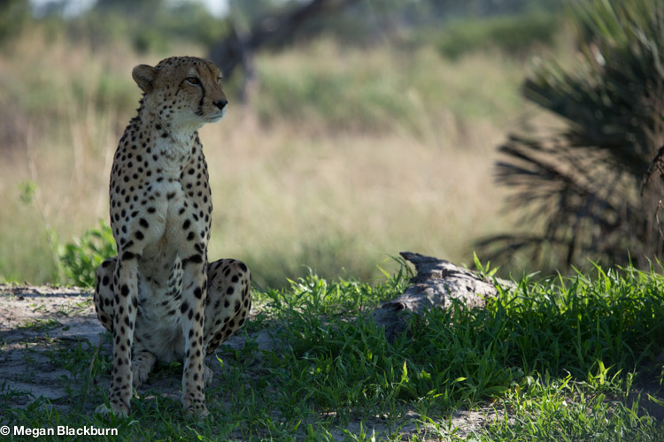 Okvango Jan Cheetah Sitting