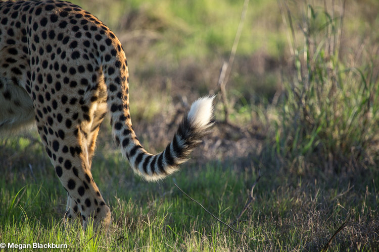 Okvango Jan Cheetah Tail