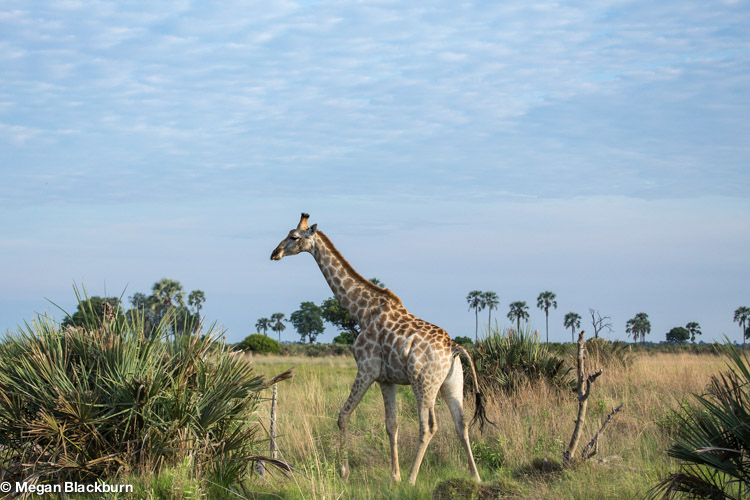 Okvango Jan Giraffe