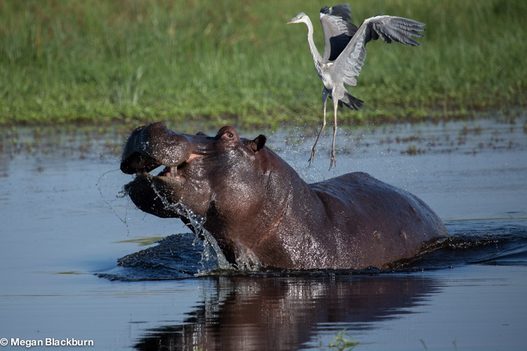 Okvango Jan Hippo and Crane