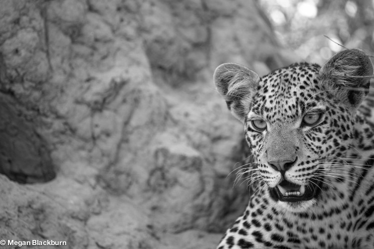 Okvango Jan Leopard B and W
