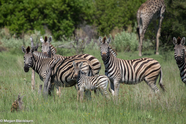 Okvango Jan Tracker Zebra