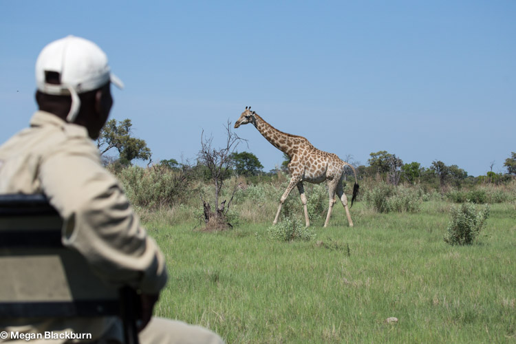 Okvango Jan Tracker and Giraffe