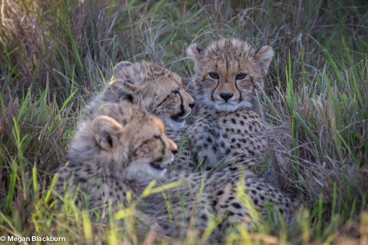 Phinda May Cheetah Cubs.jpg