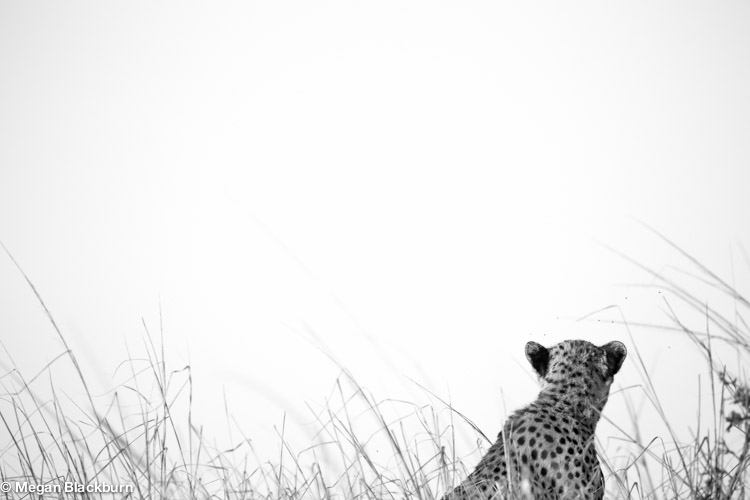 Phinda May Cheetah black and white 1.jpg