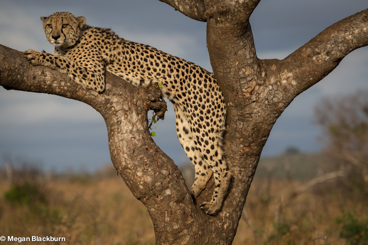 Phinda May Cheetah in Marula Tree 1.jpg