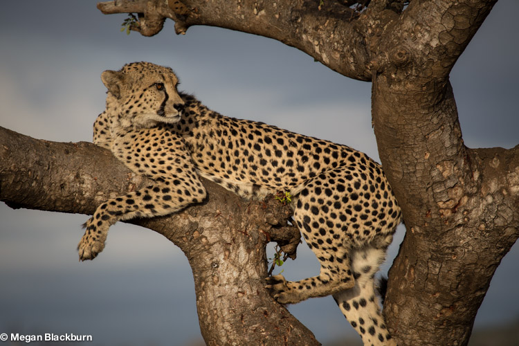 Phinda May Cheetah in Marula Tree 2.jpg