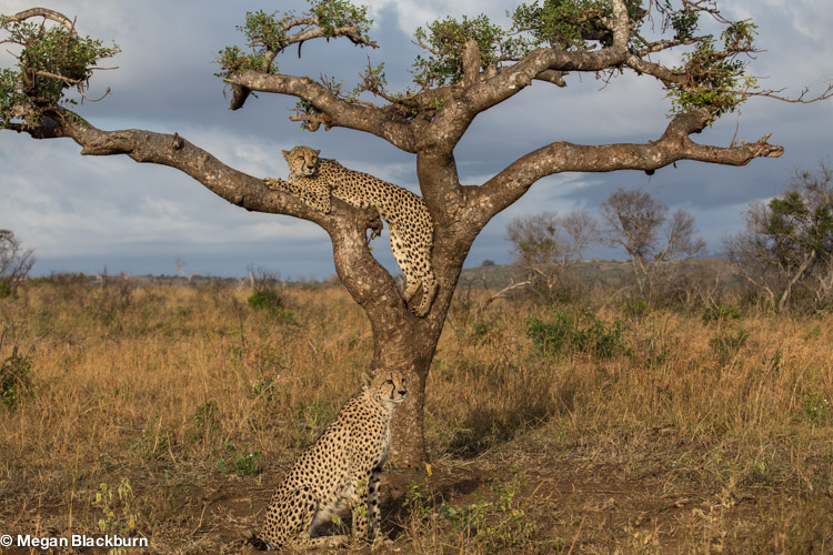 Phinda May Cheetahs in Marula Tree 2.jpg