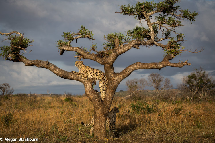 Phinda May Cheetahs in Marula Tree.jpg