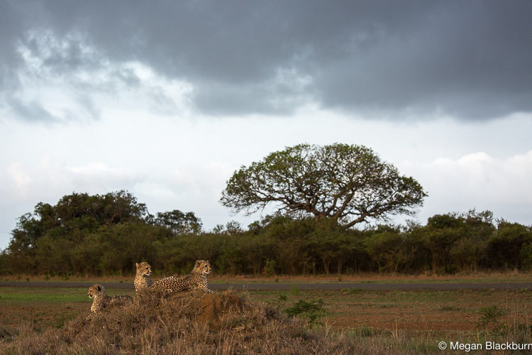 Phinda Dec 2015 Cheetah Cubs on a Termite Mound