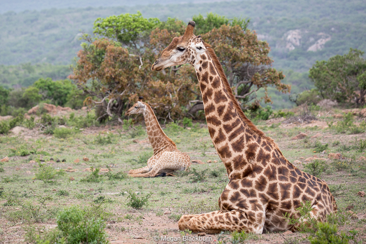 Phinda Dec 2015 Giraffe Laying Down 2