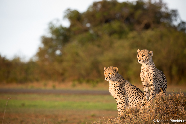 Phinda Dec 2015 two Cheetah Cubs on a Termite Mound