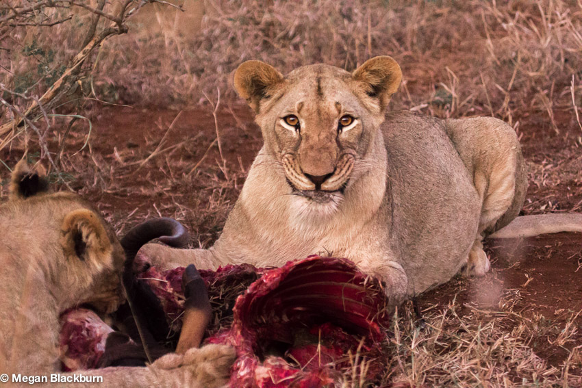 Lion with a Kill