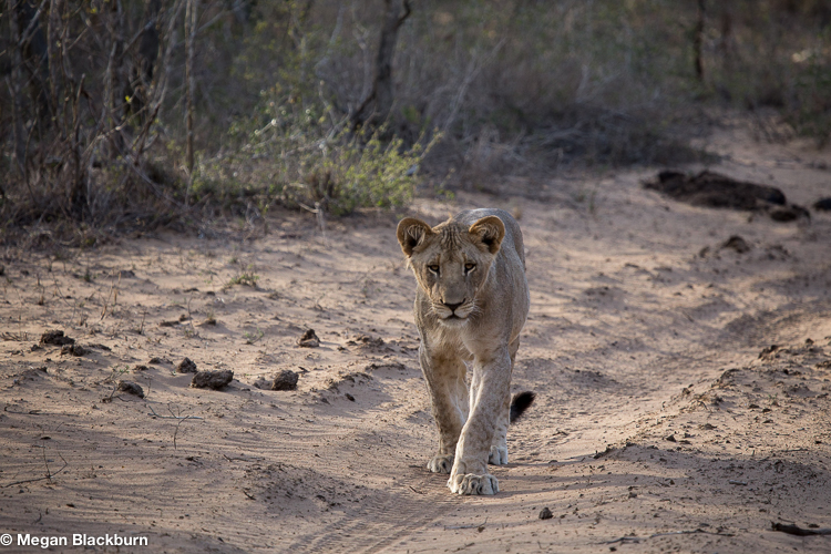 Phinda Lion Cub Walking on the Road