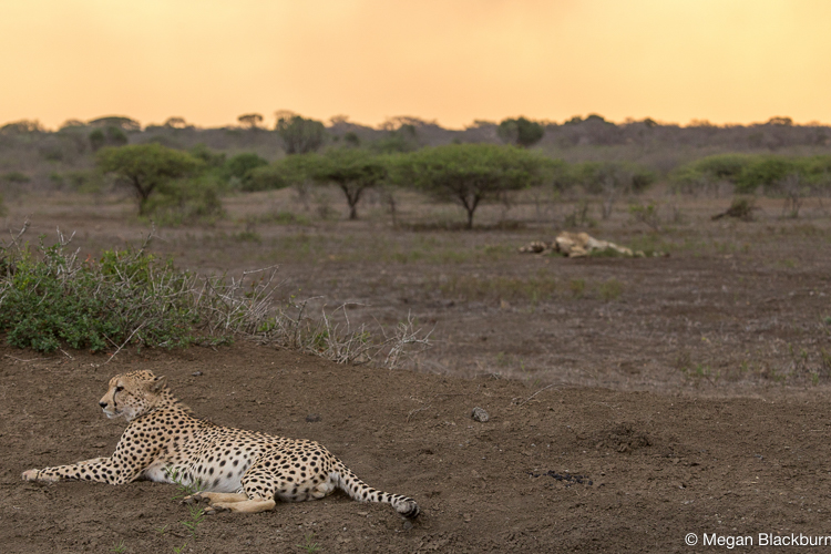 Phinda Lions Cheetah at Sunset