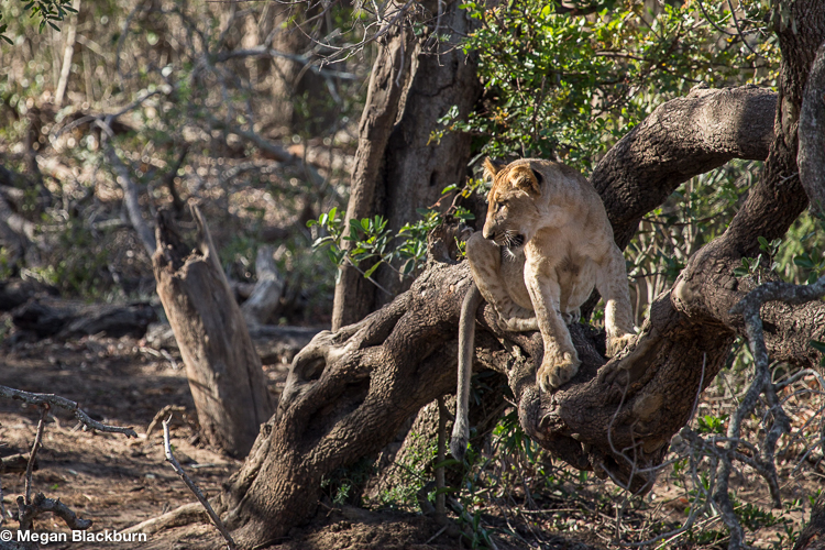Phinda Northern Pride Lion Cub in a Tree