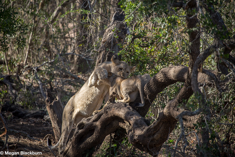 Phinda Northern Pride Lion Cubs Playing in Tree