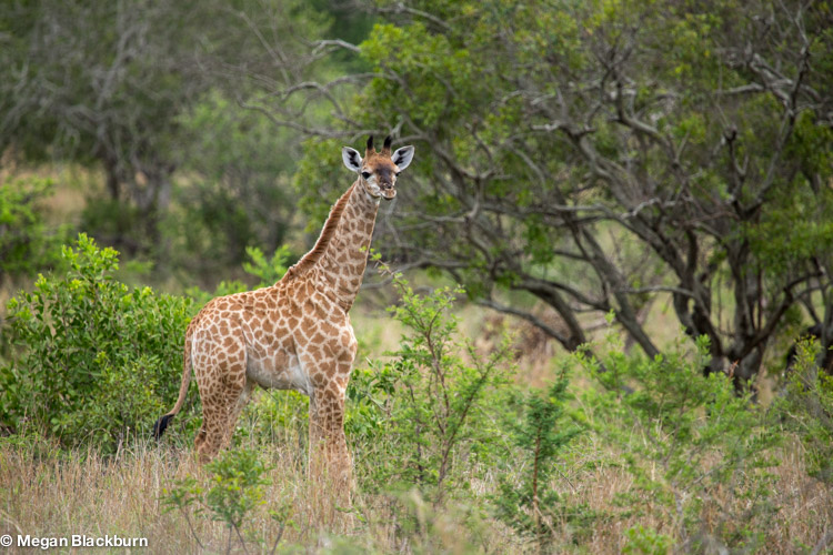 Phinda Nov baby giraffe 2