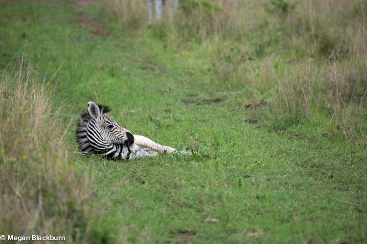 Phinda Nov baby zebra