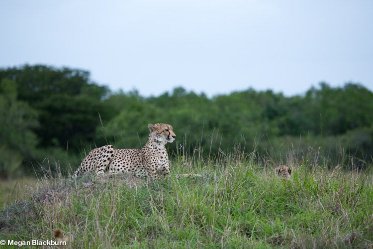 Phinda Nov cheetah and cub
