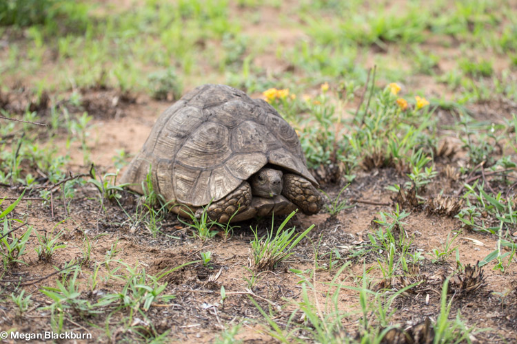 Phinda Nov leopard tortoise