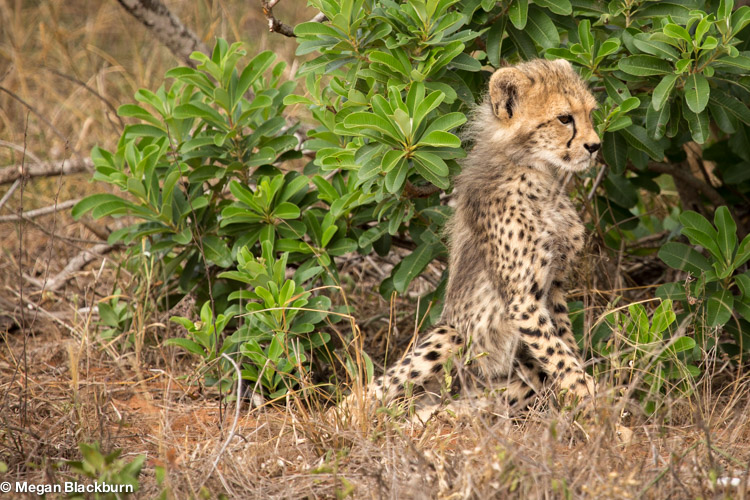 Vic Falls Cheetah Cub.jpg