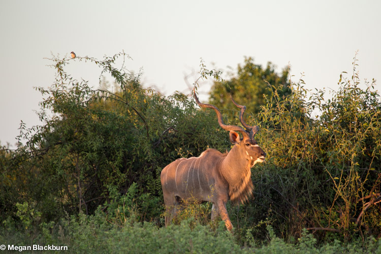 Vic Falls Kudu.jpg