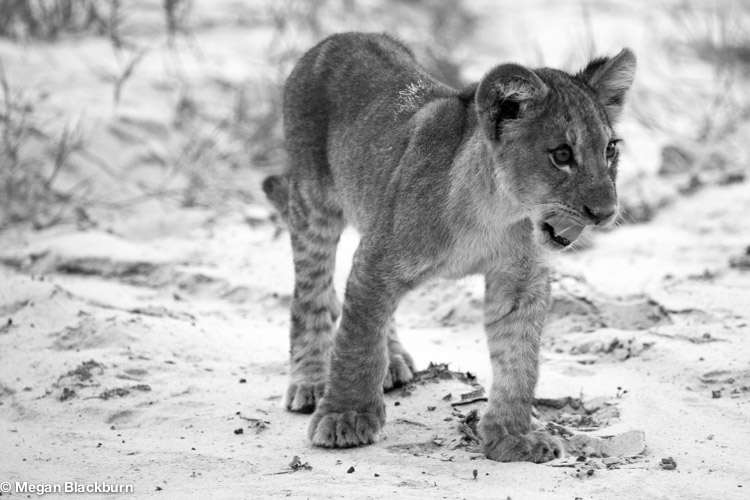Vic Falls Lion Cub Black and White.jpg
