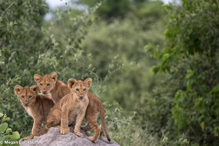 Vic Falls Lion Cubs.jpg