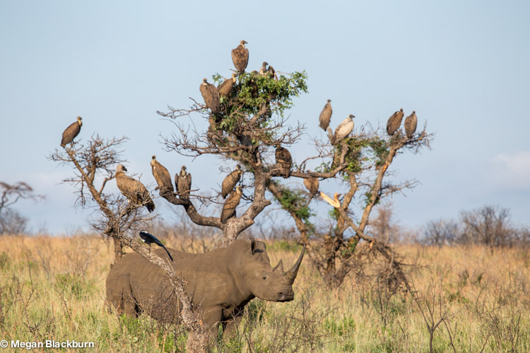 Vic Falls Rhino with Vultures 2.jpg