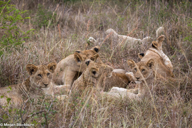Vic Falls pile of lions.jpg