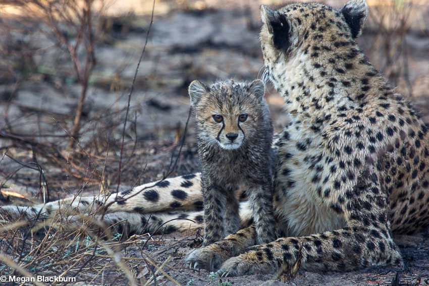 Cheetah Mum and Cub