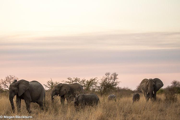 Photo Tips Elephants Landscape