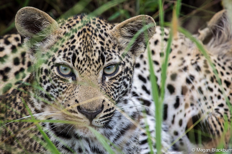 Photo Tips Leopard Cub
