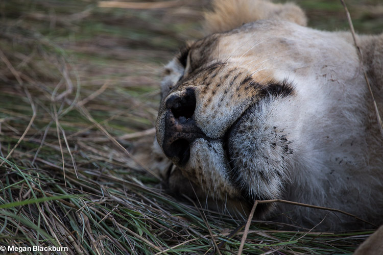 Photo Tips Lion Sleeping Zoom