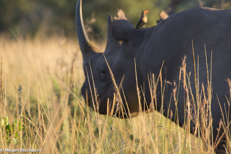 Photo Tips Out of focus Rhino