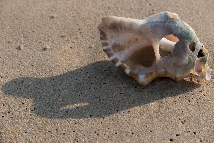 Beach_Seashell.jpg