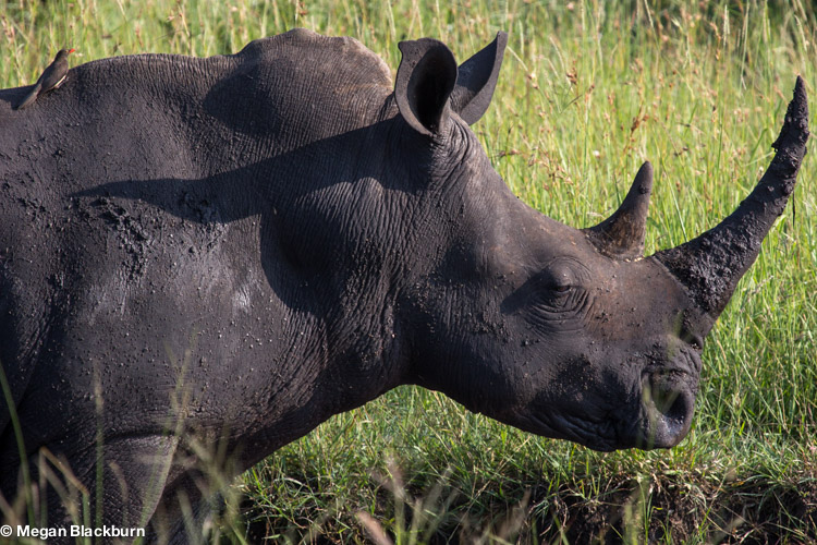 Save the Rhino.jpg