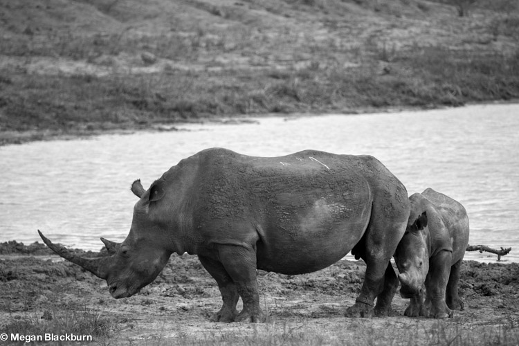 Save the Rhinos Black and White 2.jpg