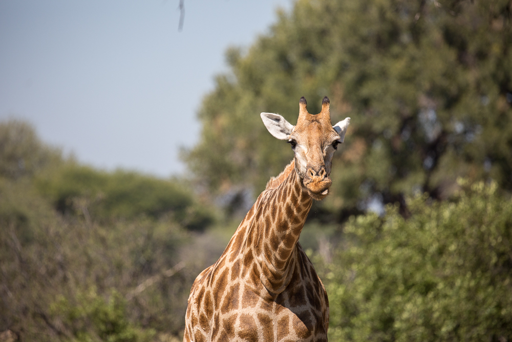 Somalisa Giraffe
