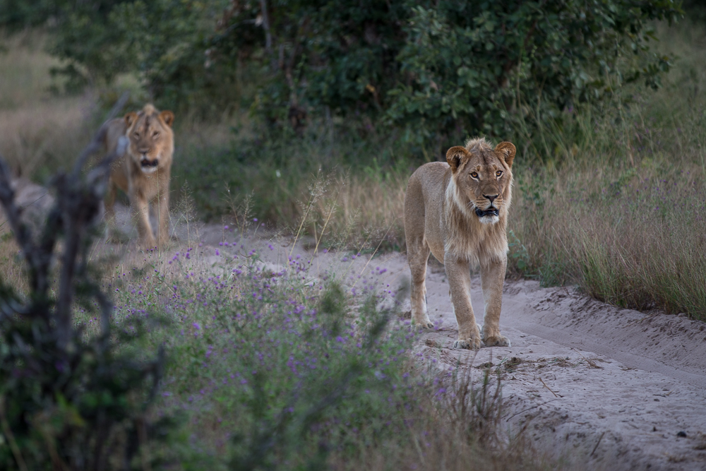 Somalisa Lions Walking on the Road